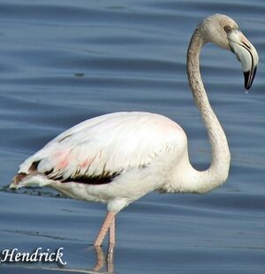 Flamant rose