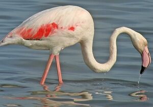 Flamant rose