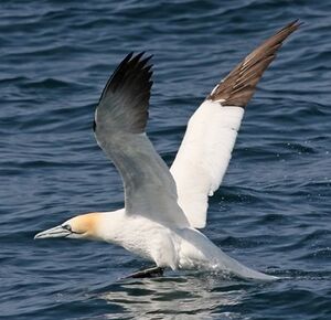 Northern Gannet