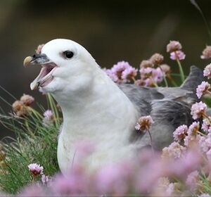Fulmar bor�al 
&copy; Robert Hendrick