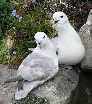 Fulmar bor�al 
&copy; Robert Hendrick