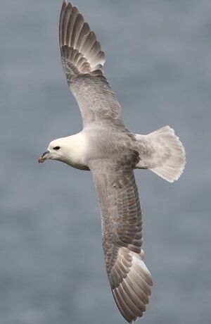 Fulmar bor�al 
&copy; Robert Hendrick