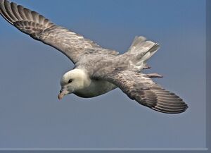 Fulmar bor�al 
&copy; Robert Hendrick