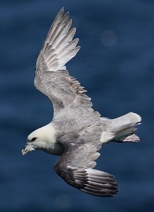 Fulmar bor�al 
&copy; Robert Hendrick