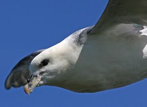 Fulmar bor�al 
&copy; Robert Hendrick
