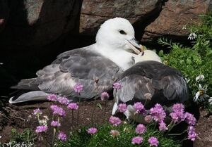 Fulmar bor�al 
&copy; Robert Hendrick