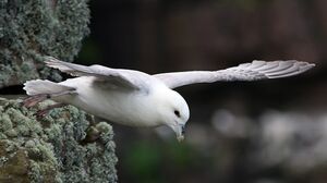 Fulmar bor�al 
&copy; Robert Hendrick