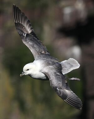Fulmar bor�al 
&copy; Robert Hendrick