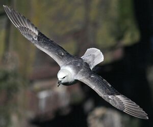 Fulmar bor�al 
&copy; Robert Hendrick