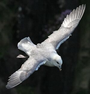 Fulmar bor�al 
&copy; Robert Hendrick