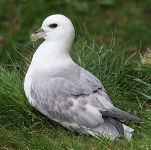 Fulmar bor�al 
&copy; Robert Hendrick