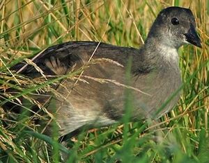 Gallinule poule-d'eau