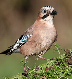 Eurasian Jay