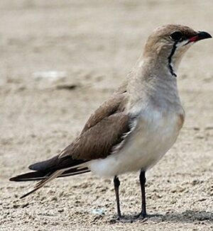 Collared Pratincole 
&copy; Robert Hendrick