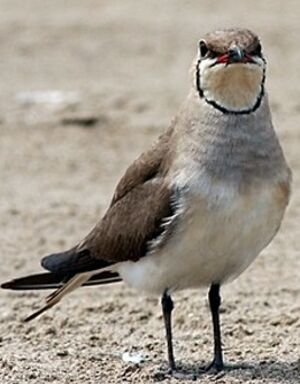 Collared Pratincole 
&copy; Robert Hendrick
