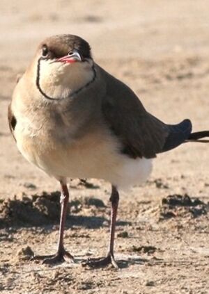 Collared Pratincole 
&copy; Robert Hendrick