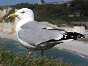 European Herring Gull