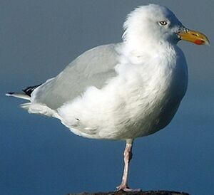 European Herring Gull