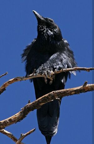Grand Corbeau 
&copy; Robert Hendrick