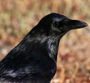 Grand Corbeau 
&copy; Robert Hendrick
