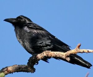 Grand Corbeau 
&copy; Robert Hendrick