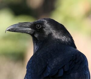 Grand Corbeau 
&copy; Robert Hendrick