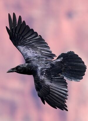 Grand Corbeau 
&copy; Robert Hendrick