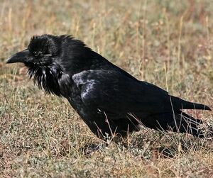 Grand Corbeau 
&copy; Robert Hendrick