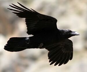 Grand Corbeau 
&copy; Robert Hendrick
