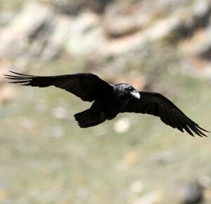 Grand Corbeau 
&copy; Robert Hendrick