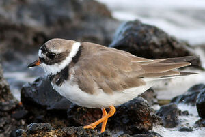 Common Ringed Plover