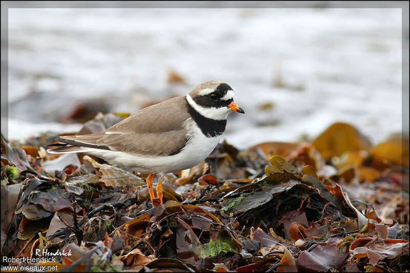 Common Ringed Plover male adult breeding, identification