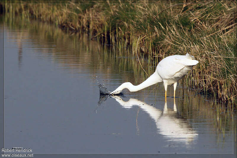 Great Egret, fishing/hunting