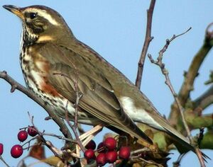 Redwing 
&copy; Robert Hendrick
