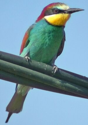 European Bee-eater 
&copy; Robert Hendrick