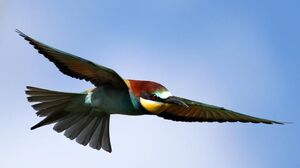 European Bee-eater
