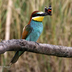 European Bee-eater