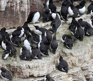 Common Murre