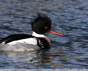 Red-breasted Merganser