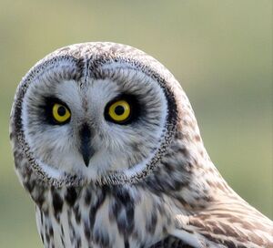 Hibou des marais