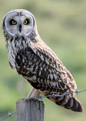 Hibou des marais