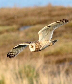 Hibou des marais
