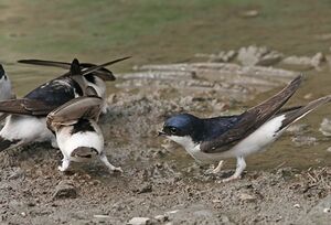 Common House Martin 
&copy; Robert Hendrick