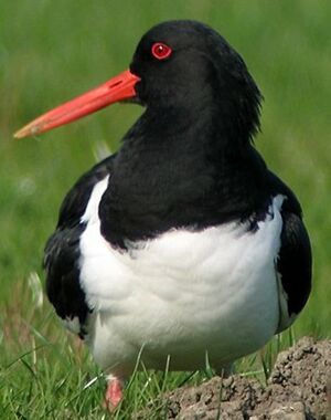 Huîtrier pie