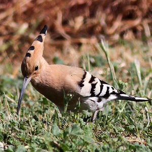 Eurasian Hoopoe 
&copy; Robert Hendrick
