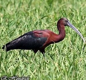 Glossy Ibis 
&copy; Robert Hendrick
