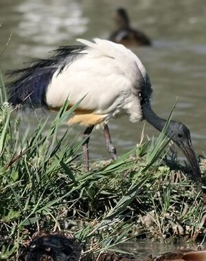 Ibis sacr�