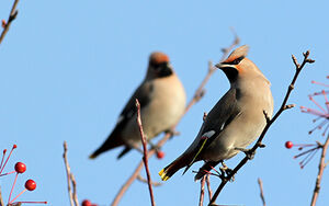 Bohemian Waxwing