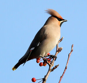 Bohemian Waxwing