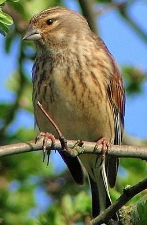 Linotte mélodieuse